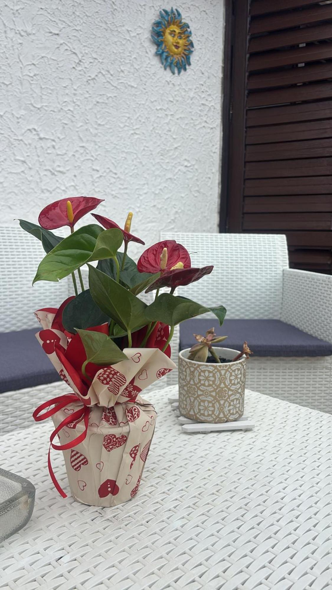 Appartamento Giardini Naxos Butterflies Home Schiso Exterior photo